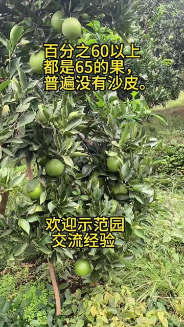 麻阳冰糖橙