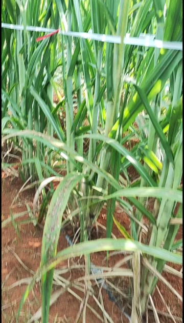 黄皮甘蔗种苗出售