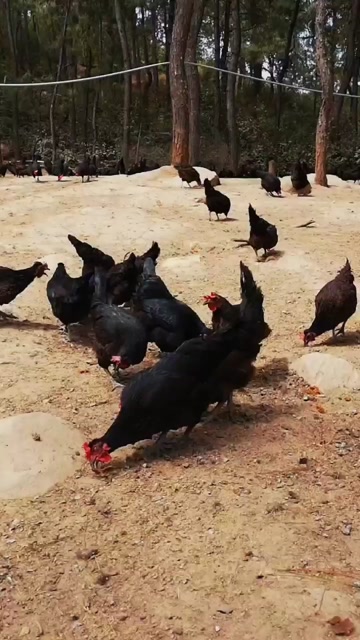 散养土鸡