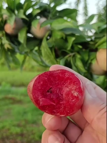 正宗嵊州桃形李苗嫁接红心李子果树苗地栽盆栽南方种植对版包活