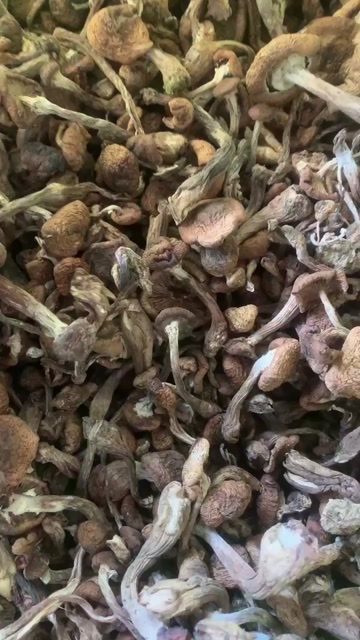 东宁榛蘑森林山上采摘当年新榛蘑