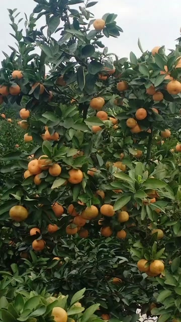 新余蜜橘产地直供，货源充足，口感好，品相好，果面漂亮，色度亮