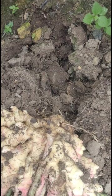 广西贺州小黄姜 带土新鲜生姜 ，自家里种的总数量约20吨！