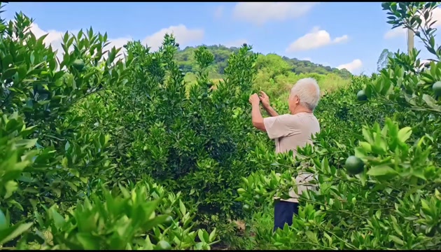 【广东特色产区】茶枝柑、陈皮柑、新会柑