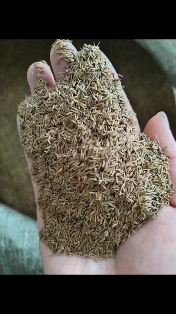 蒲公英种子多年生地被花卉耐寒耐旱耐阴现货批发