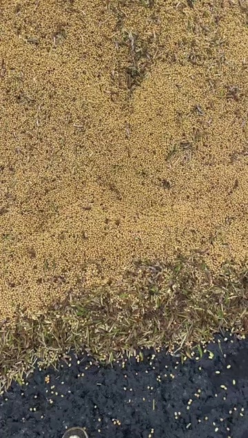 定远县科豆10号蛋白44
