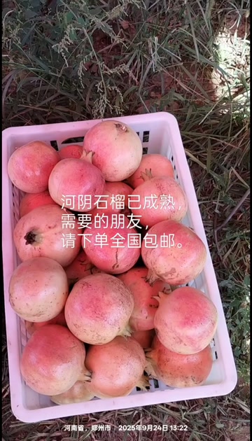 突尼斯软籽