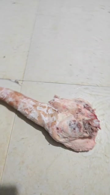精修带皮牛尾修油不带尾骨量大从优冷链发货