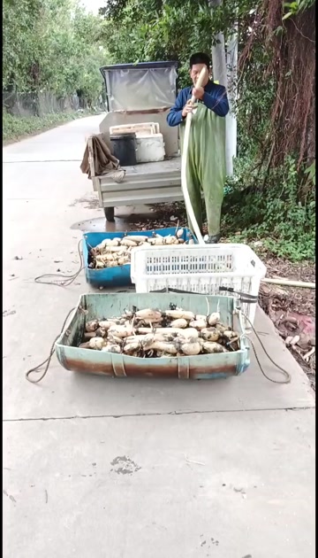 广东珠海白藤湖莲，粉糯