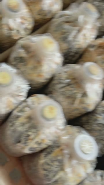 10年厂家直发高温高压灭菌优质羊肚菌菌种