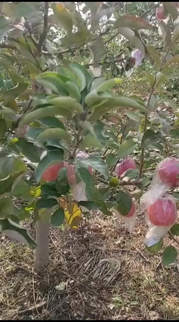 瑞香红苹果15000斤