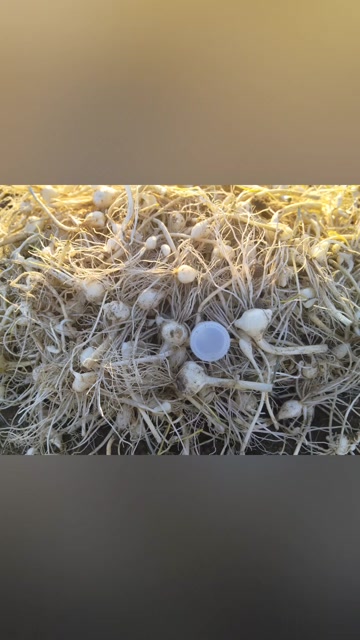 批发小根蒜，大脑瓜