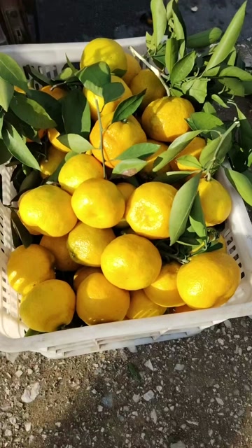 武当蜜橘