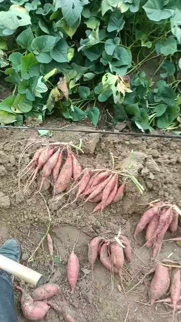 隆尧县烟薯哈密济暑种暑