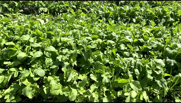 江西分宜洋江白萝卜 新鲜根茎蔬菜产地直发