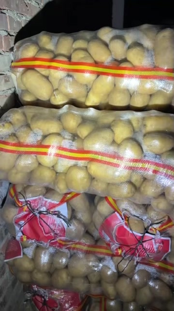 土豆