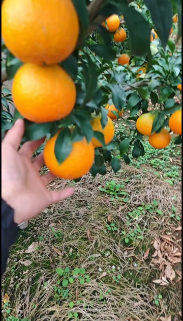 爱媛果冻橙以上市，需要的老板联系我