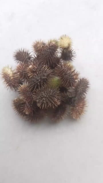 苍耳子