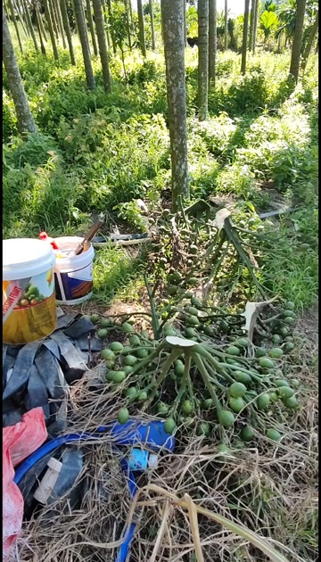 海南鲜採生槟榔批发