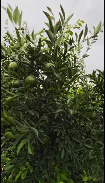 新会茶枝柑 天马产区圈枝