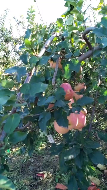 苹果
