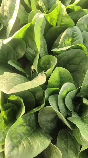 怀德镇千万亩蔬菜基地菠菜大量出货中有需要的老板与我联系。