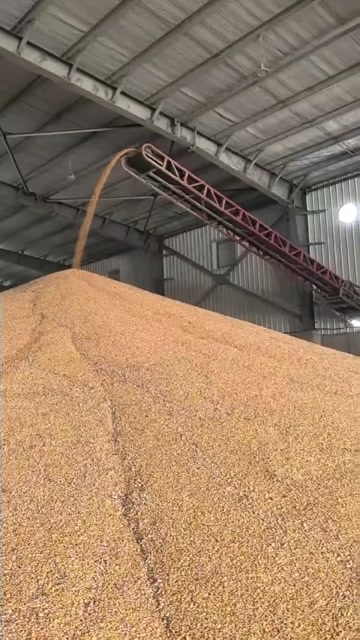 托克托县新粮，好粮，量大2025年新玉米