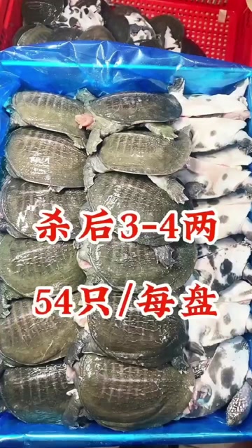 净膛甲鱼鲜活4-5两宰后3-4两108只一箱