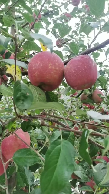 8.一颗昭通苹果，汇聚大自然的精华，让你吃出健康好滋味。