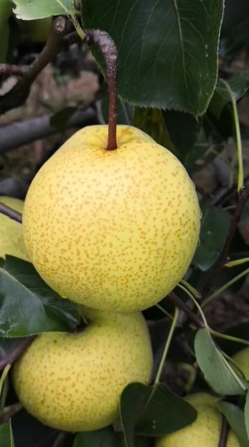 【顺丰为主】老树砀山老树酥梨现摘现发