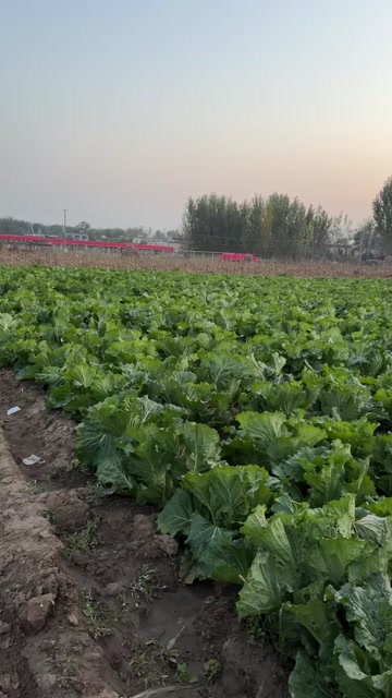 北京三号4~5亩，成亩卖，有要的联系