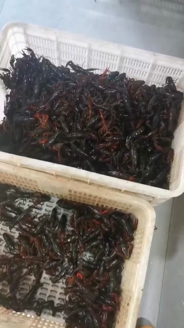 龙虾自产自销，每天有7千斤左右，可提前预约2026年合作