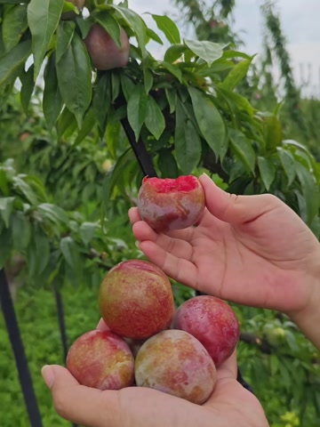 正宗嵊州桃形李苗嫁接浙江红心李子树果苗南方种植当年结果对版