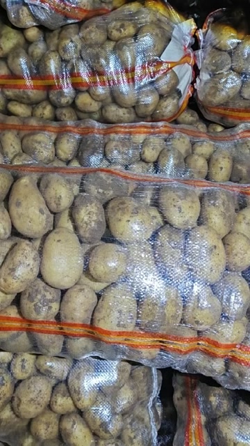 内蒙土豆电商货大量供应