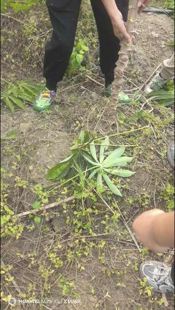 黄心木薯产地直供糖水店同款木薯