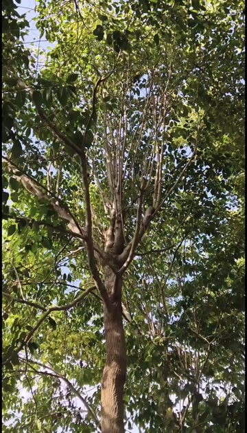 出售20年以上杜仲树5棵