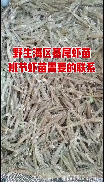 海区基围虾苗