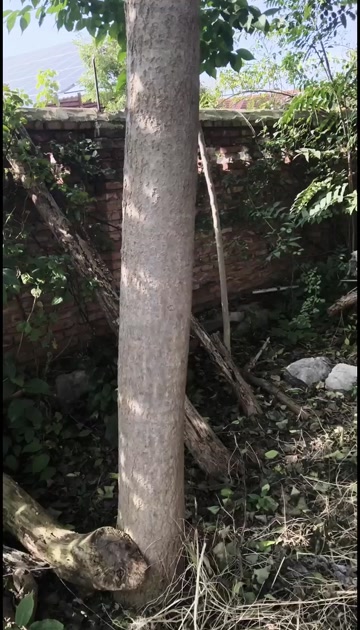 出售20年以上杜仲树5棵