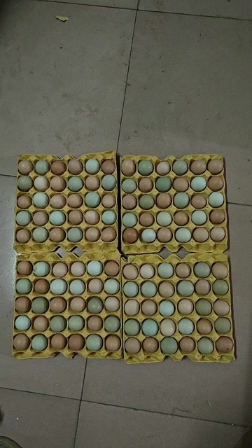 辉县市信杨黑土鸡蛋 新鲜农家散养蛋