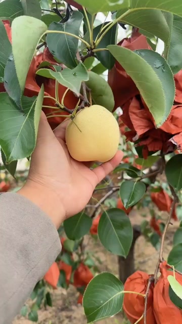 产地代收代发，果面干净，口感脆甜，无渣