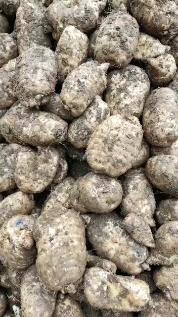 云南昭通彝良天麻产地直供