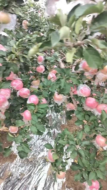 万荣红富士苹果，膜袋