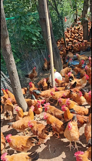 皖南土鸡，肉质细腻质量健康保证