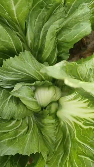 广西横县宾阳玉菜玉芥菜酸菜上市了