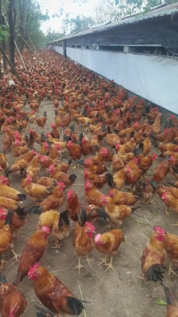 皖南土鸡，肉质细腻质量健康保证