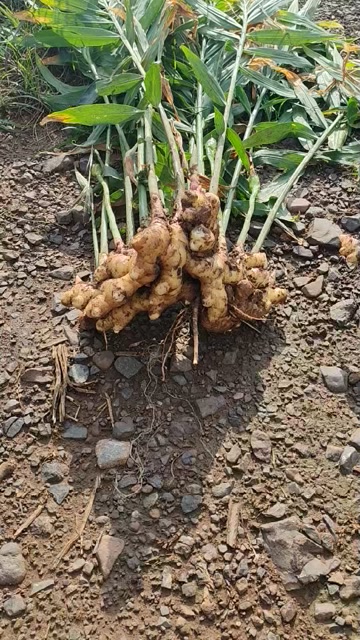 云南核心产区生态二黄姜直供，寻找实力收购商/加工厂