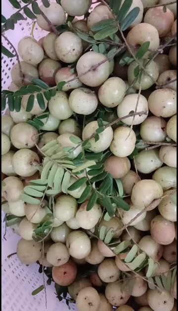 潮汕原产地一手货源当季甜油甘果大量上市广东包邮