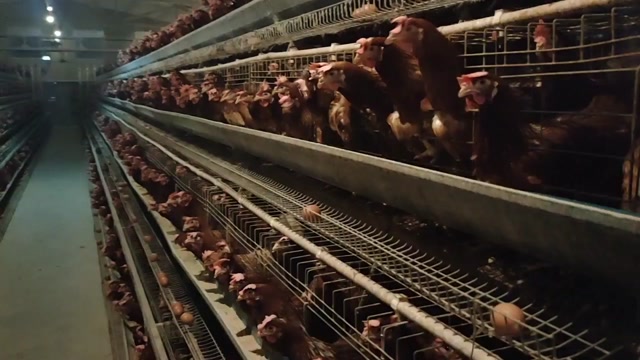 新鲜红蛋红心，农场直发一手货源