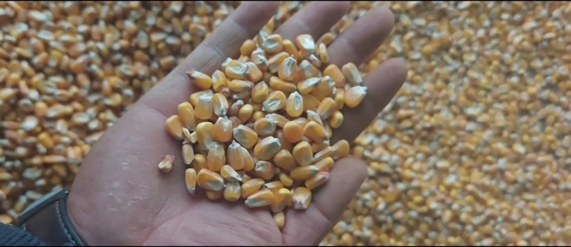 永昌县黄玉米粒