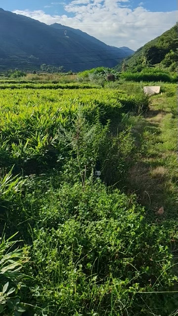 云南核心产区生态二黄姜直供，寻找实力收购商/加工厂